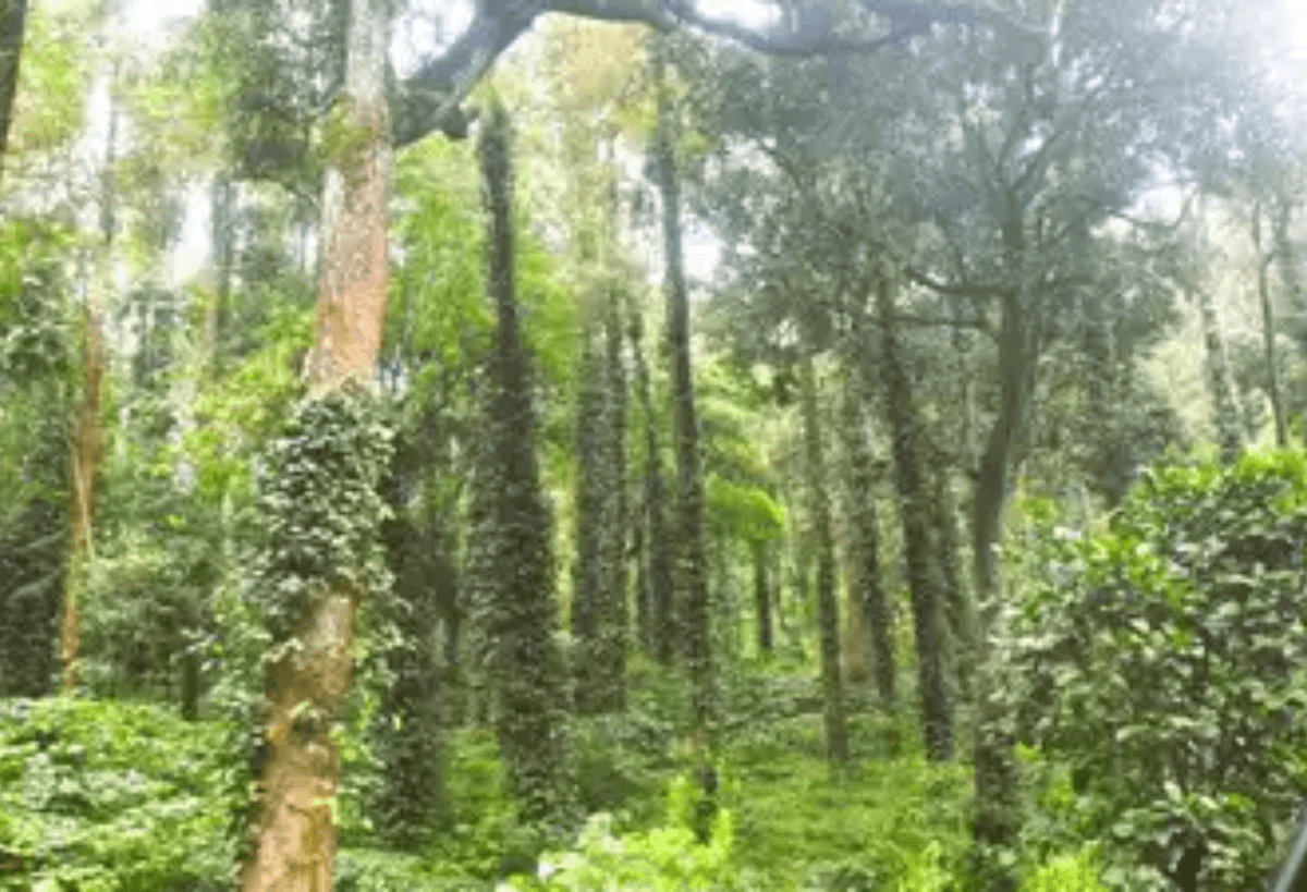 Coffee growers worry asEU’s deforestation rule looms