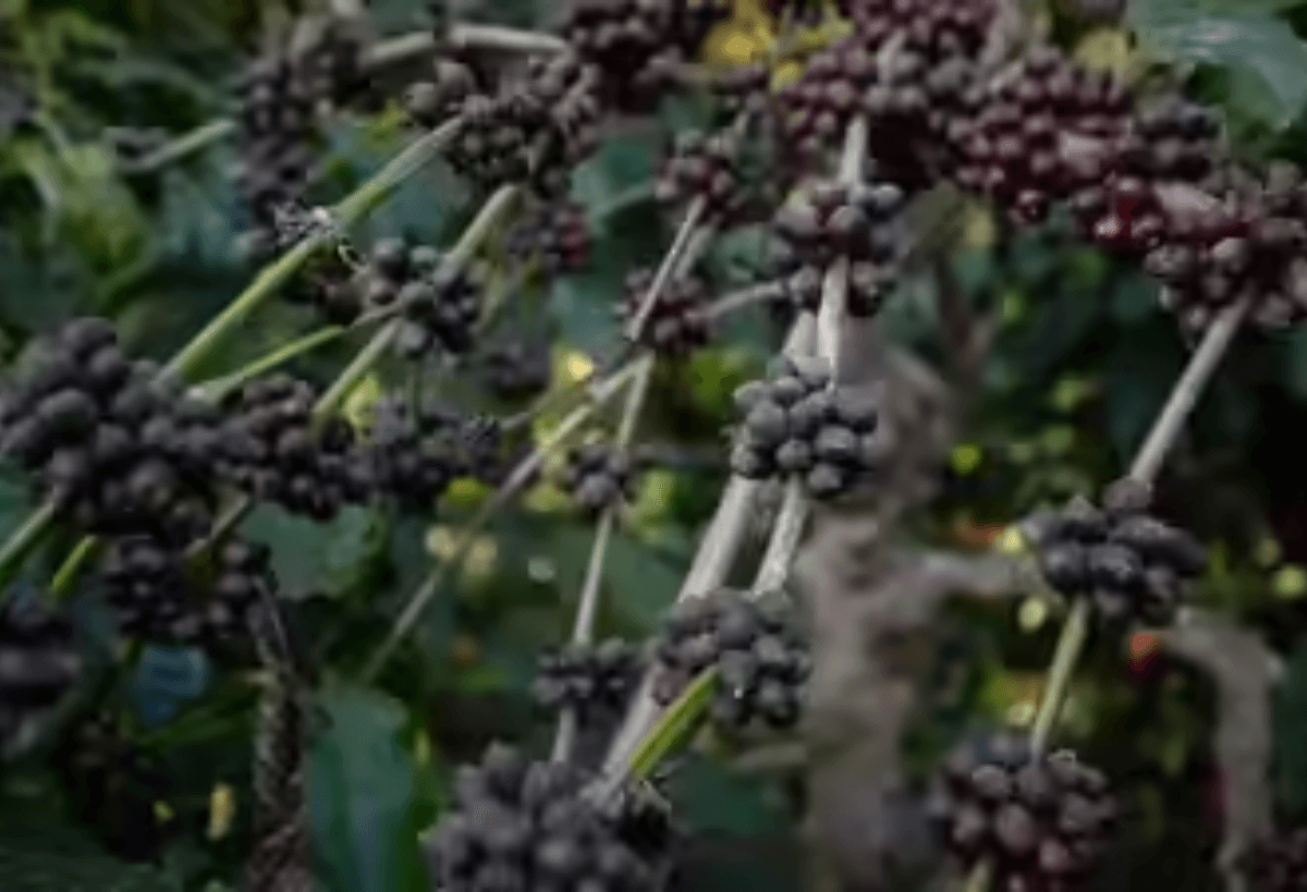 Coffee farmers strive to meet EU’s new regulation