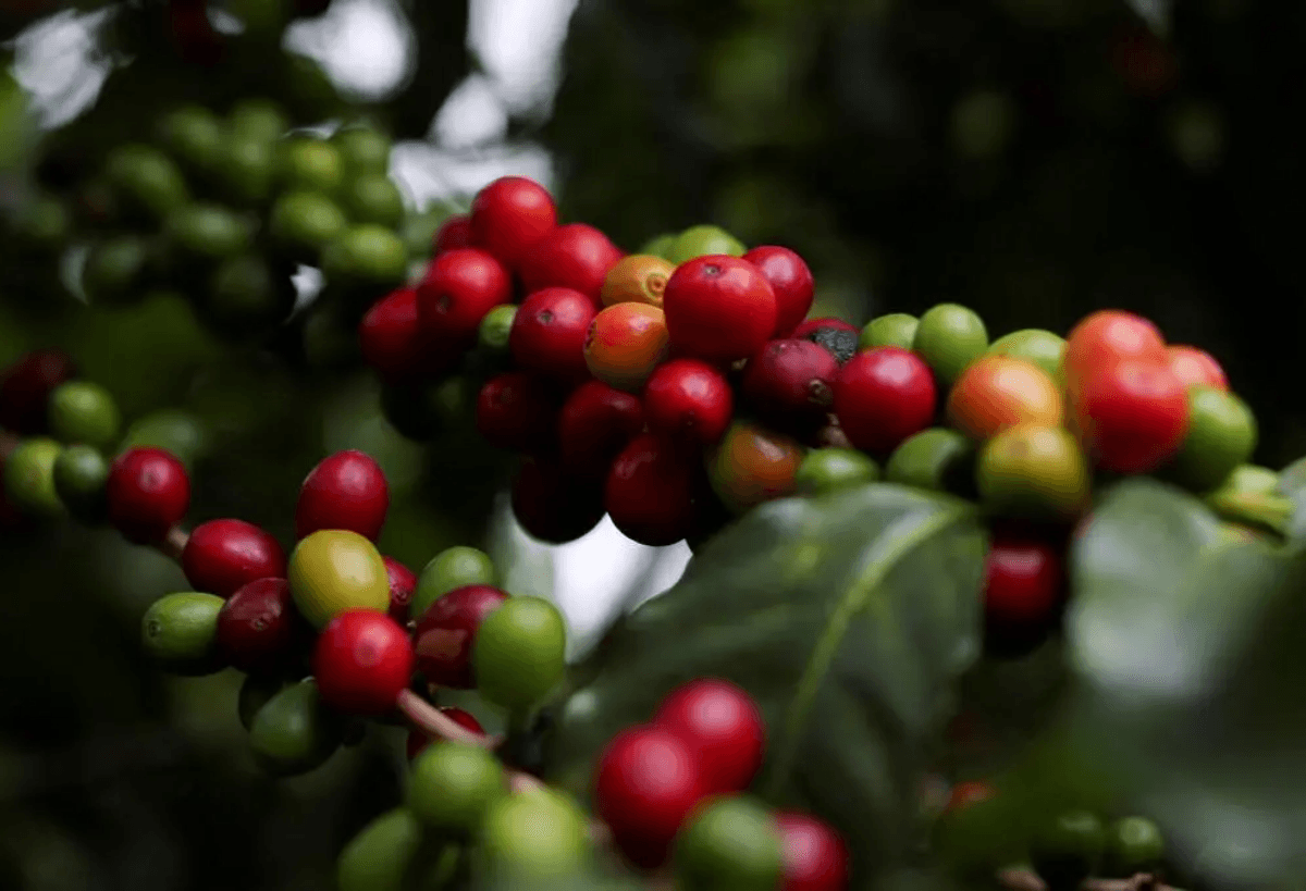Indian Coffee Board’s post-blossom estimates peg 2025-26 output at record high of 4.03 lakh tonnes